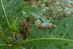 Zonocerus variegatus