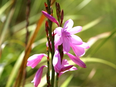Watsonia borbonica
