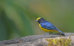 Euphonia xanthogaster