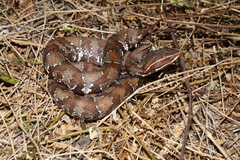 Agkistrodon russeolus