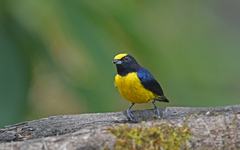 Euphonia xanthogaster