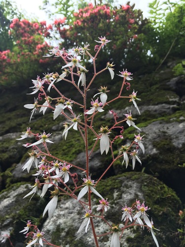 Saxifraga stolonifera