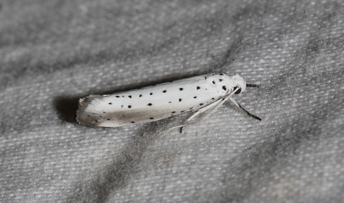 Willow Ermine