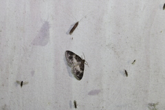 Hydrelia condensata