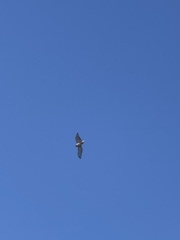 Buteo jamaicensis