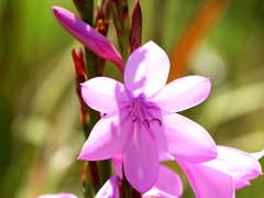 Watsonia borbonica