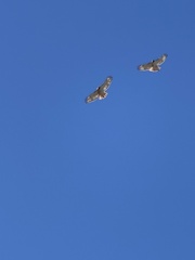 Buteo jamaicensis