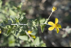 Bahiopsis chenopodina