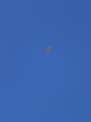 Buteo jamaicensis