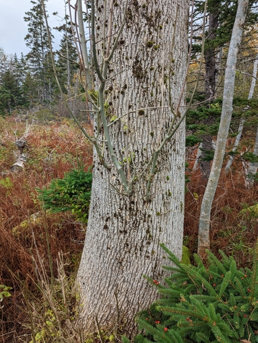 Paprastasis uosis nuotrauka