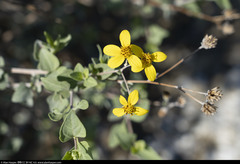 Bahiopsis chenopodina