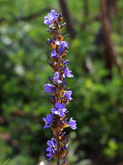 Aristea capitata