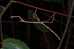 Macrodanuria elongata