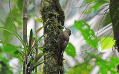 Xiphorhynchus triangularis