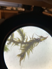 Ctenidium molluscum