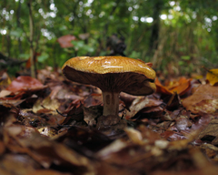 Tricholoma albobrunneum