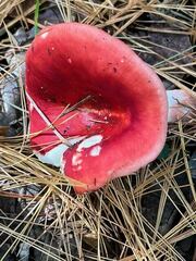 Russula rosacea