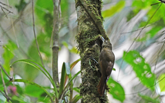 Xiphorhynchus triangularis