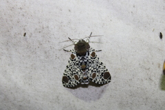 Harrisimemna trisignata