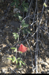 Calliandra californica