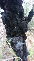 Hormiscium ericae