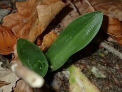 Orchis anthropophora
