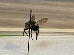 Tachininae