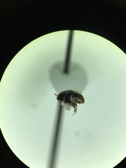 Corylophidae