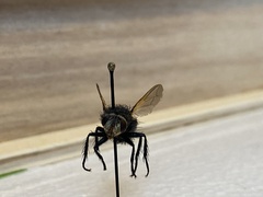 Tachininae
