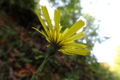Hieracium murorum