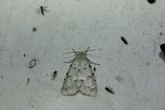 Acronicta innotata