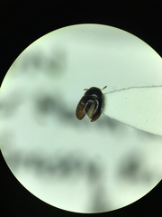Corylophidae