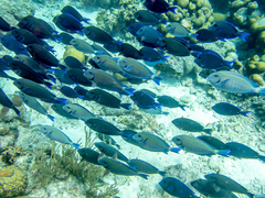 Acanthurus chirurgus