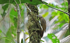 Xiphorhynchus triangularis