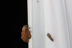 Phyllodesma americana