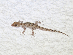 Mediodactylus kotschyi