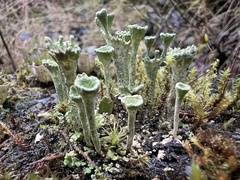 Cladonia carneola