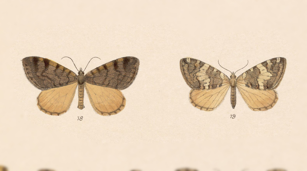 Hydriomena proba