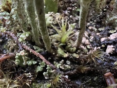 Cladonia carneola