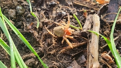 Socca pustulosa