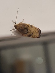 Phaeosaces coarctatella