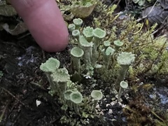 Cladonia carneola