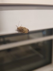 Phaeosaces coarctatella