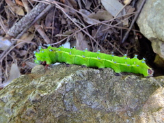 Saturnia pyri