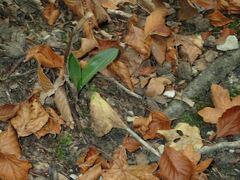 Orchis anthropophora