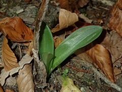Orchis anthropophora