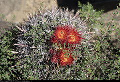Ferocactus peninsulae