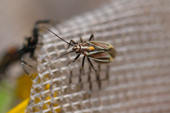 Horistus orientalis