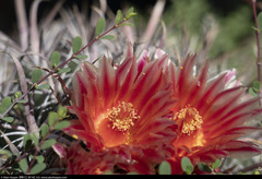 Ferocactus peninsulae