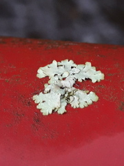 Physcia caesia